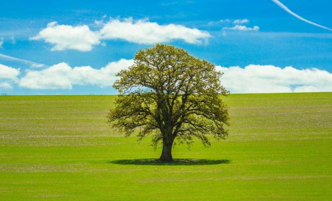 Facts About Trees for Kids - The Edvocate